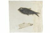 Fossil Fish (Knightia) - Green River Formation #189621-1